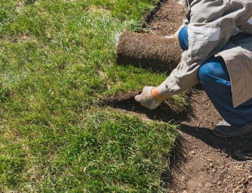 Lawn Care for Beginners: How to Build a Healthy Lawn Without the Headaches