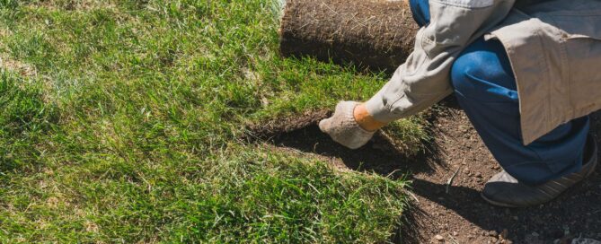 laying down grass in a yard
