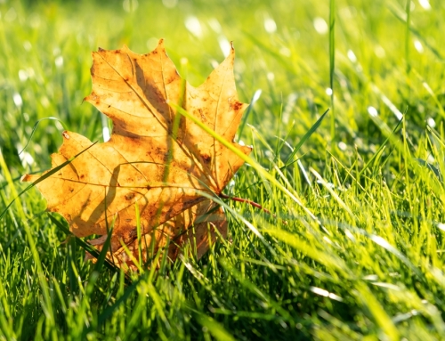 Why Lawn Fall Maintenance Is Worth the Investment