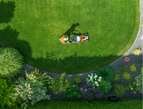 Lawn Care 101: Building the Foundation for a Healthy, Green Lawn